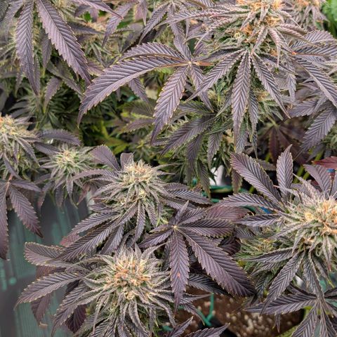 North Thunderfuck growlog timeline photo