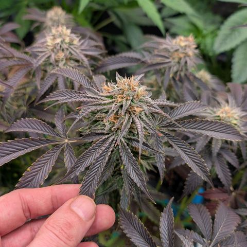 North Thunderfuck growlog timeline photo