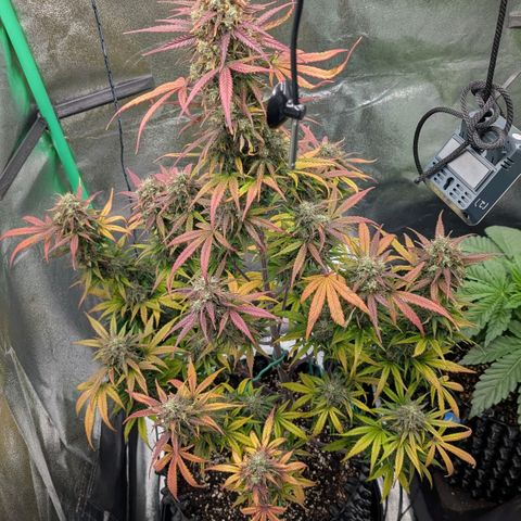 Northern Gaint growlog timeline photo
