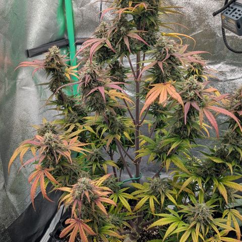 Northern Gaint growlog timeline photo