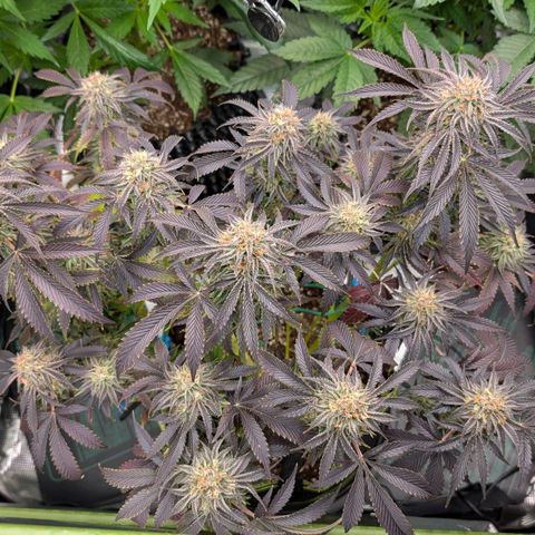 North Thunderfuck growlog timeline photo