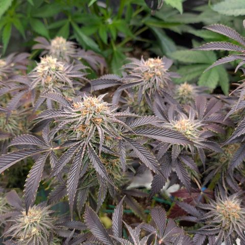 North Thunderfuck growlog timeline photo