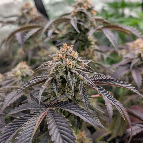 North Thunderfuck growlog timeline photo