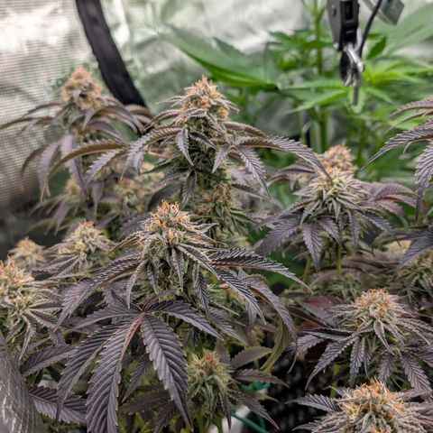 North Thunderfuck growlog timeline photo