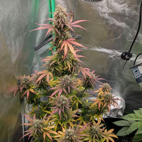 Northern Gaint growlog timeline photo