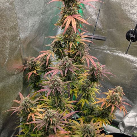 Northern Gaint growlog timeline photo