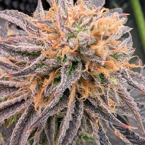 North Thunderfuck growlog timeline photo