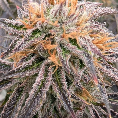 North Thunderfuck growlog timeline photo