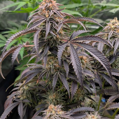 North Thunderfuck growlog timeline photo