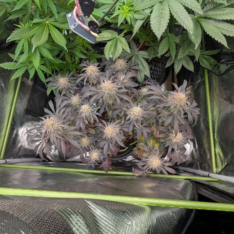 North Thunderfuck growlog timeline photo