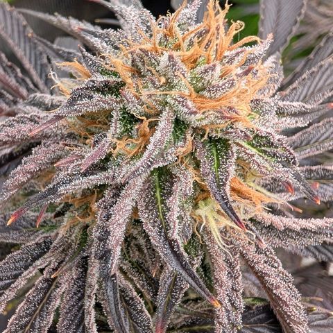 North Thunderfuck growlog timeline photo