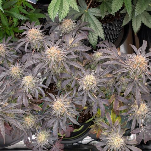 North Thunderfuck growlog timeline photo