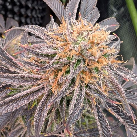 North Thunderfuck growlog timeline photo