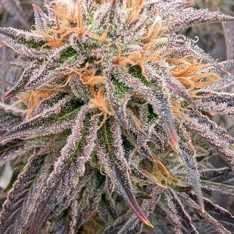 North Thunderfuck growlog timeline photo