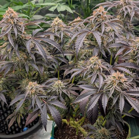 North Thunderfuck growlog timeline photo