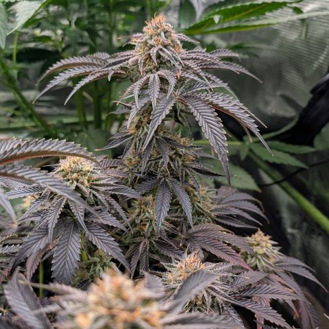 North Thunderfuck growlog timeline photo