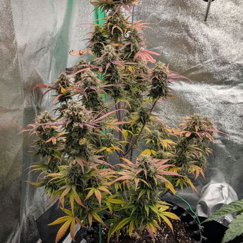 Northern Gaint growlog timeline photo
