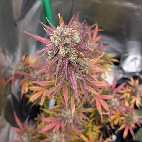 Northern Gaint growlog timeline photo