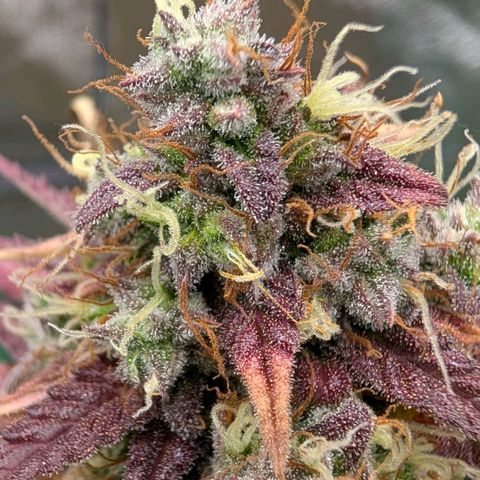 Northern Gaint growlog timeline photo