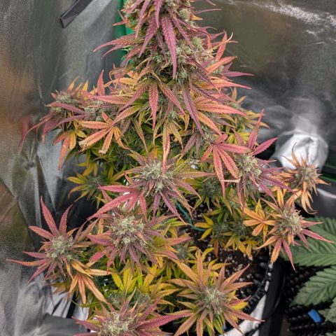 Northern Gaint growlog timeline photo
