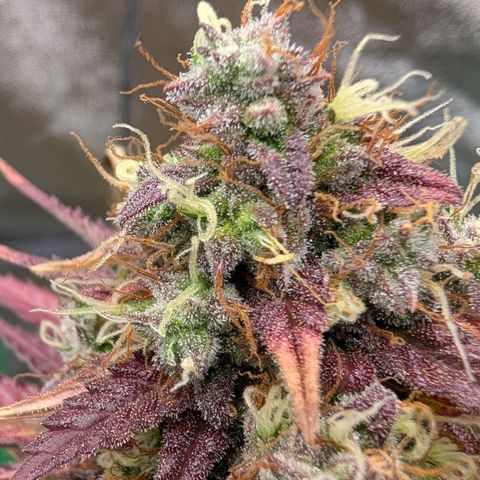 Northern Gaint growlog timeline photo