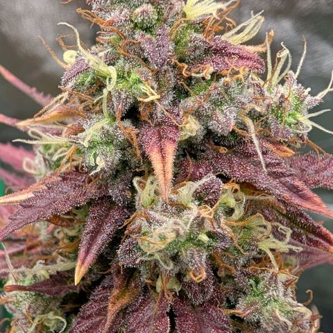 Northern Gaint growlog timeline photo