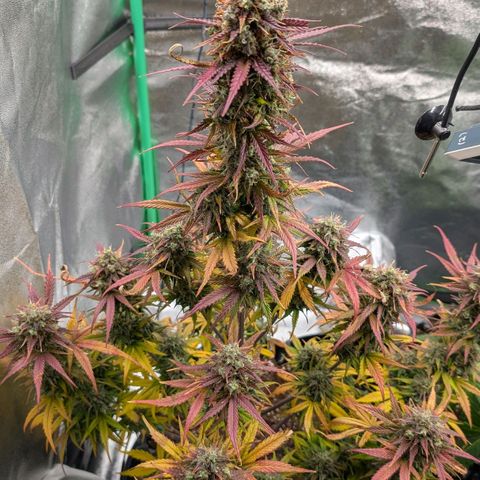 Northern Gaint growlog timeline photo