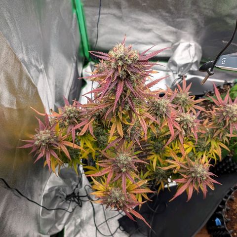 Northern Gaint growlog timeline photo