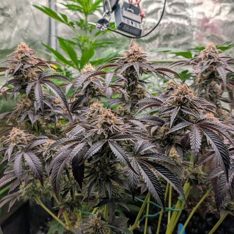 North Thunderfuck growlog timeline photo