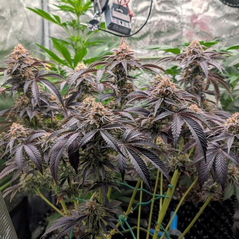 North Thunderfuck growlog timeline photo