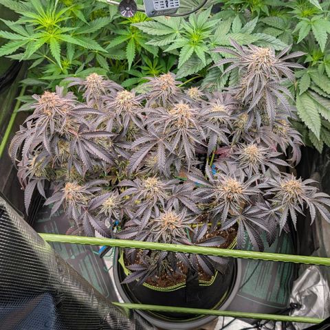 North Thunderfuck growlog timeline photo