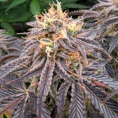 North Thunderfuck growlog timeline photo