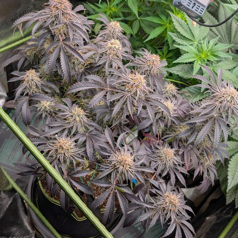 North Thunderfuck growlog timeline photo