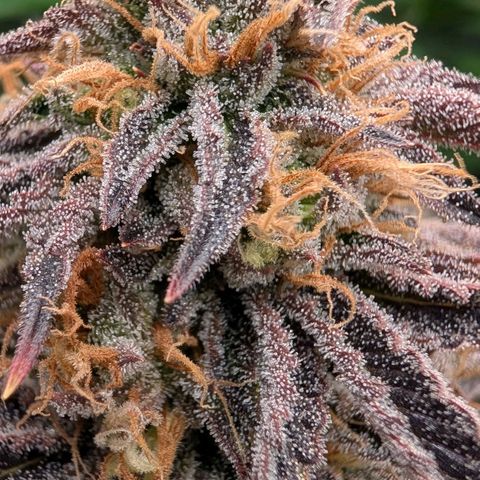 North Thunderfuck growlog timeline photo