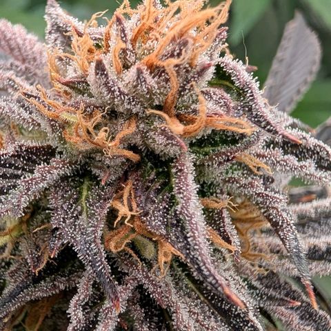 North Thunderfuck growlog timeline photo