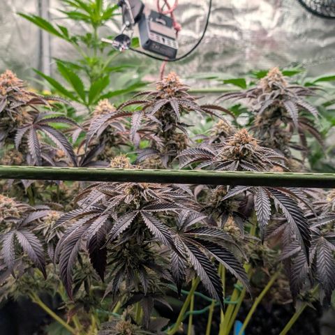 North Thunderfuck growlog timeline photo