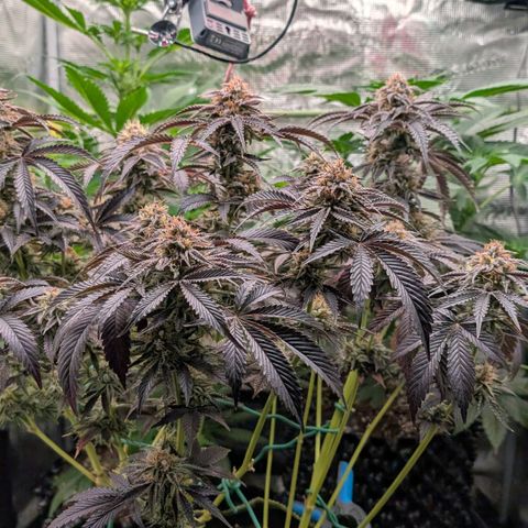 North Thunderfuck growlog timeline photo