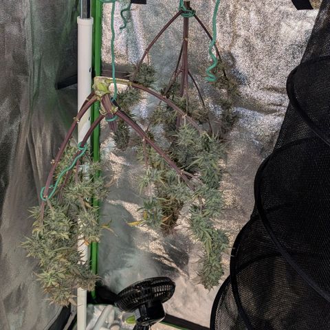 Northern Gaint growlog timeline photo