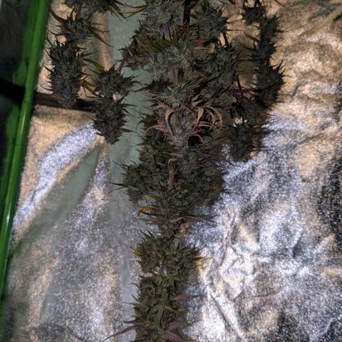 Northern Gaint growlog timeline photo