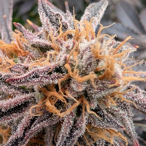 North Thunderfuck growlog timeline photo