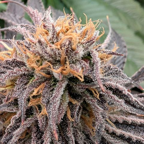 North Thunderfuck growlog timeline photo