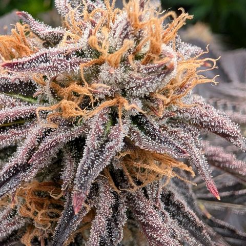 North Thunderfuck growlog timeline photo