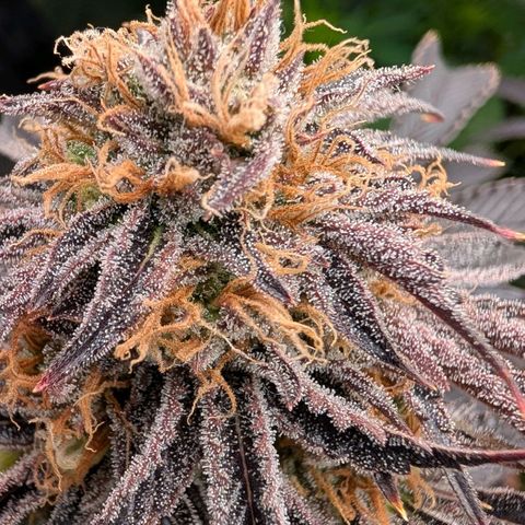 North Thunderfuck growlog timeline photo