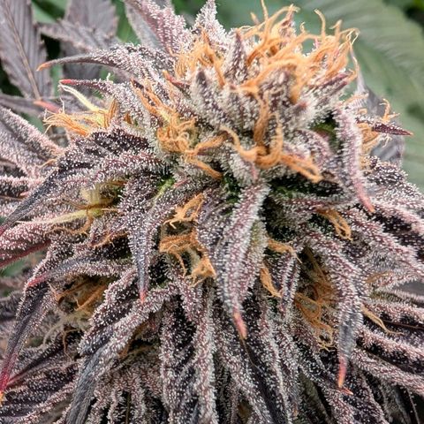 North Thunderfuck growlog timeline photo