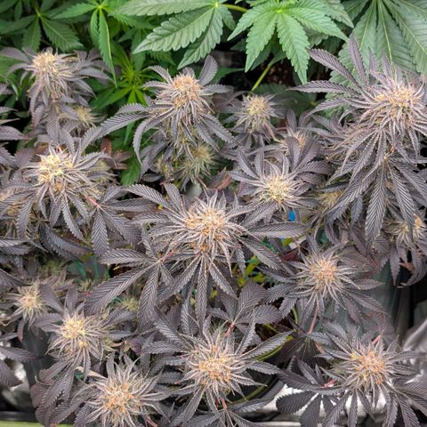 North Thunderfuck growlog timeline photo