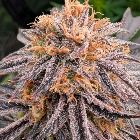 North Thunderfuck growlog timeline photo