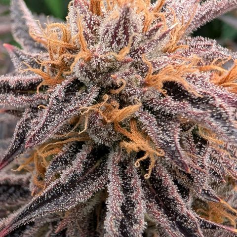 North Thunderfuck growlog timeline photo