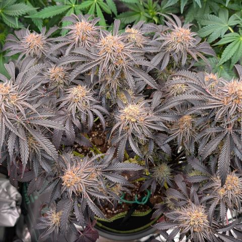 North Thunderfuck growlog timeline photo