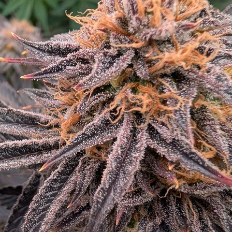 North Thunderfuck growlog timeline photo