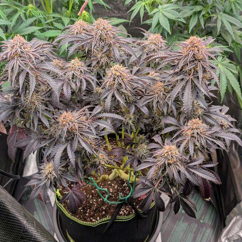 North Thunderfuck growlog timeline photo